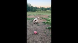 Calf Plays with their Favorite Ball