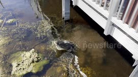 Terrifying scene as alligator performs dinosaur-like bellow