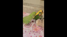 Father Bird Loves His Babies!