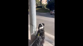 Border Collie Loves Big Motorbikes