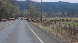 Massive Elk Crossing