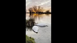 Swans at Sunrise