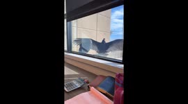 Turkey Vulture Waits Patiently for Its Hug