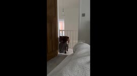 Dog Brings Blanket To Bed For Weekend Snuggles