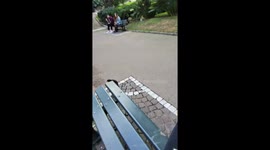 Tiny Puppy Gets Micro Zoomies