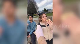Couple’s quiet picnic takes a turn as pod of dolphins swims just meters from shore