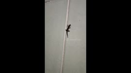 Baby lizard slips while trying to walk up bathroom tiles