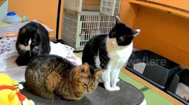 Cat paws sibling for playful fight