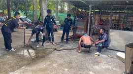 Deadly king cobra snake caught in couple's bedroom