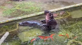 Juvenile hippo is loving life after being paired with a female for breeding