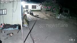 Sneaky leopard snatches sleeping dog right under owner's nose