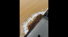 Firt day plant trees in school table