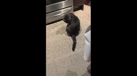 Cat Chases Tail In Hopes Of Oven Scraps