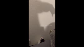 Casper The Cat Attacks Shadows