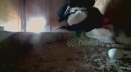US: Thirteen Eggs Bring Hope to Endangered Condor Recovery at Oregon Zoo