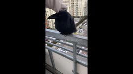 Young Raven Gets Pets