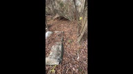 A Snakes Stealth