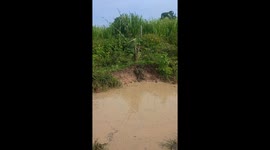 Snapped Branch Splashes Man Into Muddy Water