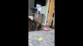 Cat Attempts to Shotgun a Soda Water
