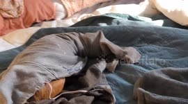 Dog Got Stuck in Sweatshirt