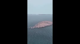 Flamingos Gather During a Snowfall
