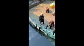China's entertaining bears: A display of talent in quest for snacks