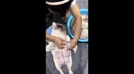 Extraordinary maternity: Eight French bulldog puppies nurse together in Beijing