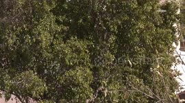 US, Los Angeles: San Fernando Valley Wind