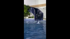 Dog leaps off pool slide to avoid collision in Tucacas, Venezuela