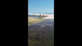 Camels and flamingos spotted roaming freely on beach in Salalah, Oman