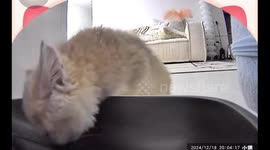Kitten startled by automatic feeder in Zhejiang, China