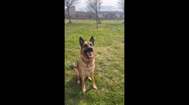 Dog runs into a fence in Arévalo, Spain