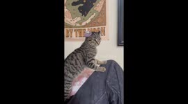 Cat finds missing hair tie stuck on its ear in Malibu, California, USA