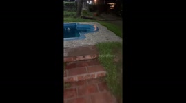Large spider falls into pool and struggles to escape in Tucumán, Argentina