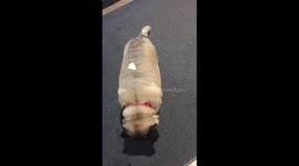 Pug struggles to reach food on its back in Chowchilla, California, USA