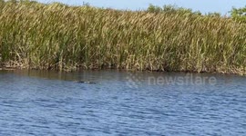 Incredible moment, huge alligator attack attacks, small alligator encroaching on a territory in Florida