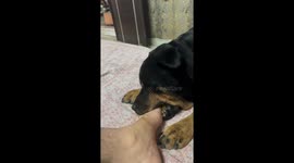 Dog refuses to let go of owner's feet in Delhi, India