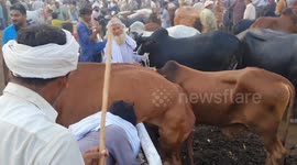 Cow rescued after getting stuck on rail in Lahore, Pakistan
