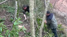 Wildlife workers free badger trapped in snare in Turkey