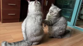 China: A Scene of Two Cats Interacting