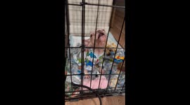 Tiny Puppy Protests Bedtime