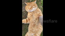 China: A Ginger Cat Doesn’t Want To Be Disturbed While Sleeping