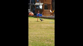 Magpie Playing Swing Ball