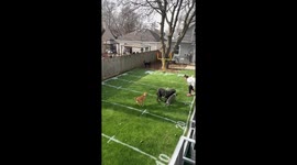 Backyard Puppy Bowl