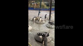 Penguin Tries to Make Nest for Mate