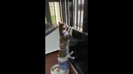 Cat Sits On Food Dispenser And Observes World Outside Window