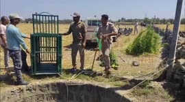 Lion Cub Rescued from Well After Six-Hour Operation in Gujarat's Veraval