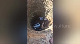 Social orgnastion rescued a cow has fallen into a well in Shahdol, Madhya Pradesh