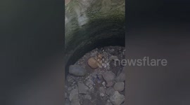 Social orgnastion rescued a dog fallen into a well in Shahdol, Madhya Pradesh