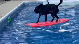 Beloved dog who became internet sensation for her unique bodyboarding ability passes away